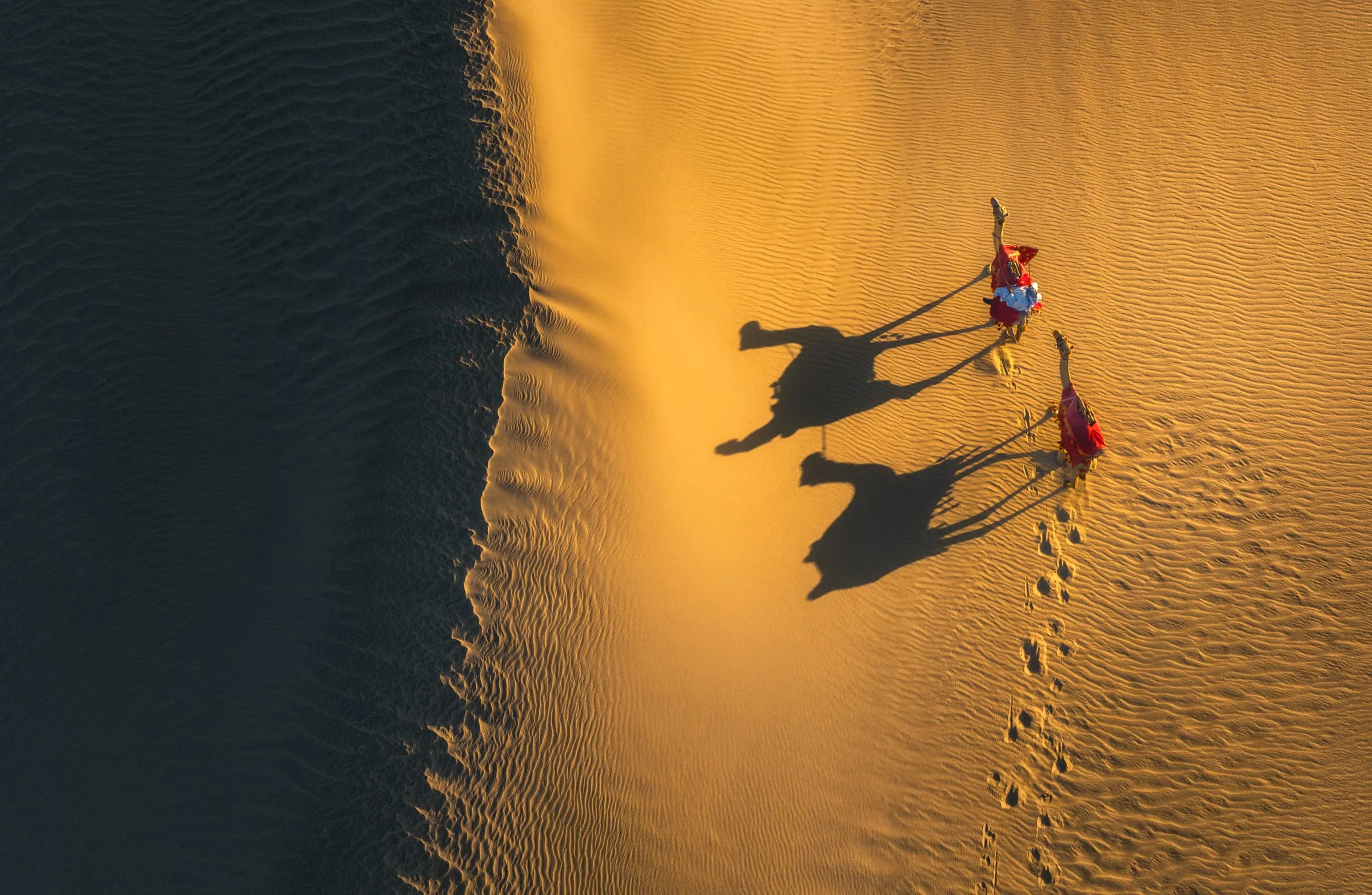 Camels crossing desert dunes in Qatar