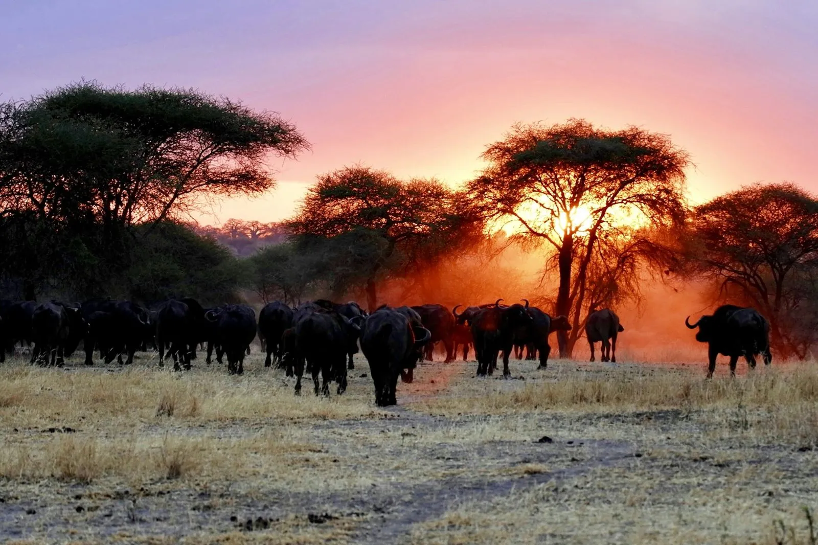 Buffalo herd beneath acacia trees at sunset