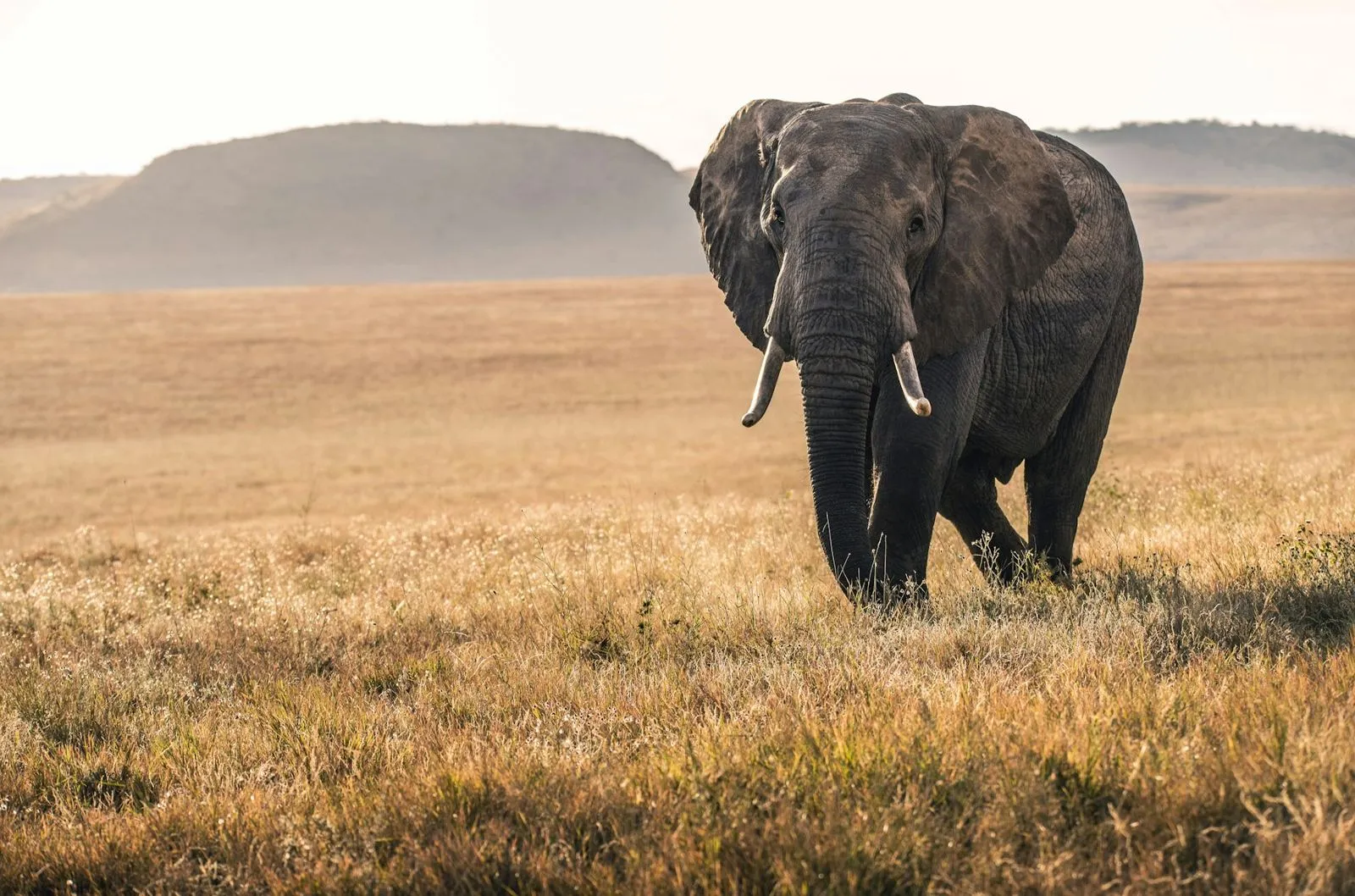 Elephant walking through tall grass