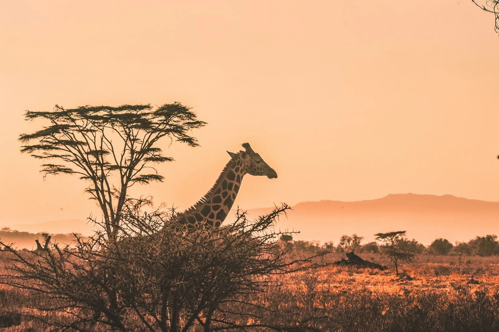Giraffe silhouetted against an acacia tree at sunset