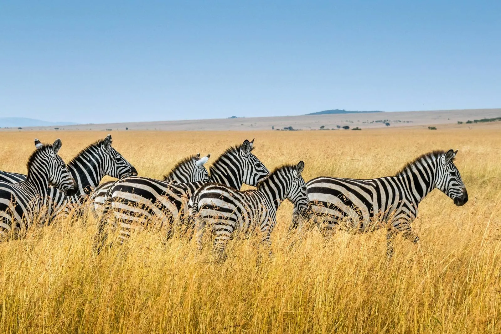 Herd of zebras in golden grassland